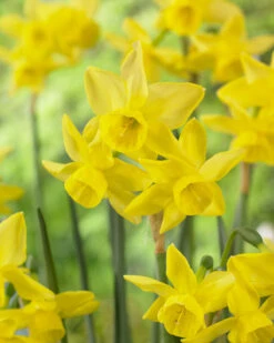 Narcissus 'Yellow Ocean' -Plants And Flowers Shop narcissus yellow ocean 4