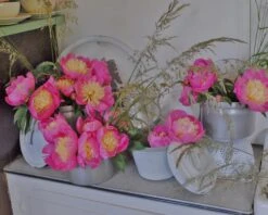 Paeonia 'Bowl Of Beauty' -Plants And Flowers Shop paeonia bowl of beauty 2