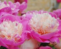 Paeonia 'Bowl Of Beauty' -Plants And Flowers Shop paeonia bowl of beauty 4