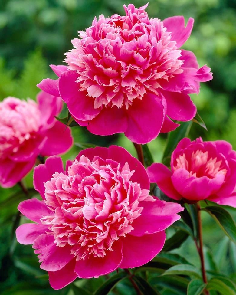 Paeonia 'Madame Emile Debatene' 1 Paeonia 'Madame Emile Debatene'