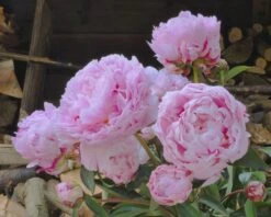 Paeonia 'Sarah Bernhardt' -Plants And Flowers Shop paeonia sarah bernhardt 3