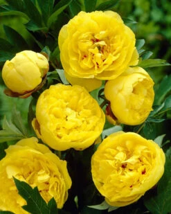Paeonia 'Yellow Crown XXL'