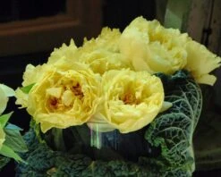 Paeonia 'Yellow Crown' -Plants And Flowers Shop paeonia yellow crown 2