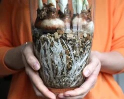 Narcissus Tazetta 'Paperwhite' -Plants And Flowers Shop paperwhites 00