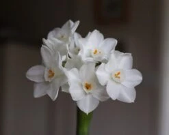 Narcissus Tazetta 'Paperwhite' -Plants And Flowers Shop paperwhites 01