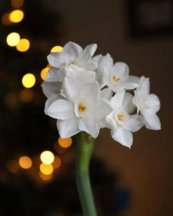 Narcissus Tazetta 'Paperwhite' -Plants And Flowers Shop paperwhites 02