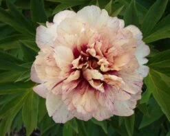 Paeonia 'All That Jazz' -Plants And Flowers Shop peony all that jazz 1