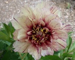 Paeonia 'All That Jazz' -Plants And Flowers Shop peony all that jazz 10