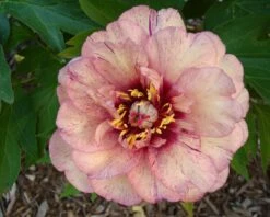 Paeonia 'All That Jazz' -Plants And Flowers Shop peony all that jazz 12