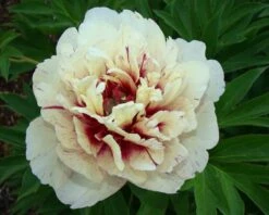 Paeonia 'All That Jazz' -Plants And Flowers Shop peony all that jazz 2