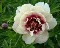 Paeonia 'All That Jazz' -Plants And Flowers Shop peony all that jazz 4