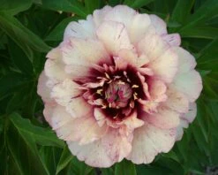 Paeonia 'All That Jazz' -Plants And Flowers Shop peony all that jazz 5