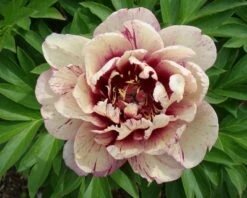 Paeonia 'All That Jazz' -Plants And Flowers Shop peony all that jazz 6