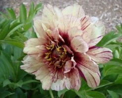 Paeonia 'All That Jazz' -Plants And Flowers Shop peony all that jazz 8