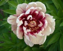 Paeonia 'All That Jazz' -Plants And Flowers Shop peony all that jazz 9