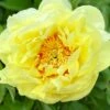 Paeonia 'Bartzella'