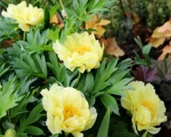 Paeonia 'Bartzella' 10 Paeonia 'Bartzella' -Plants And Flowers Shop peony bartzella 5