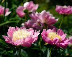 Paeonia 'Bowl Of Beauty' -Plants And Flowers Shop peony bowl of beauty 1
