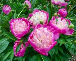 Paeonia 'Bowl Of Beauty' -Plants And Flowers Shop peony bowl of beauty 3