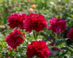 Paeonia 'Buckeye Belle' -Plants And Flowers Shop peony buckeye bell 2