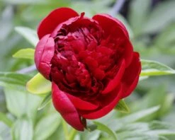 Paeonia 'Buckeye Belle' -Plants And Flowers Shop peony buckeye bell 3