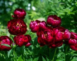 Paeonia 'Buckeye Belle' -Plants And Flowers Shop peony buckeye bell 5