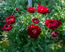 Paeonia 'Buckeye Belle' -Plants And Flowers Shop peony buckeye bell 6