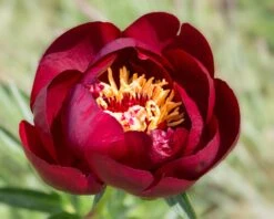 Paeonia 'Buckeye Belle' -Plants And Flowers Shop peony buckeye bell 7