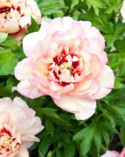 Paeonia 'Callie's Memory'