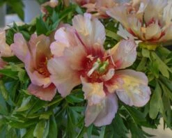 Paeonia 'Callie's Memory' -Plants And Flowers Shop peony callies memory 5
