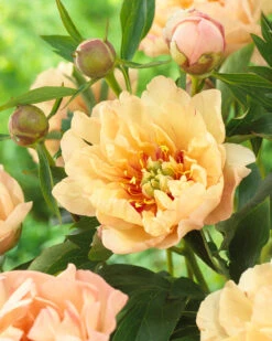 Paeonia 'Canary Brilliants'