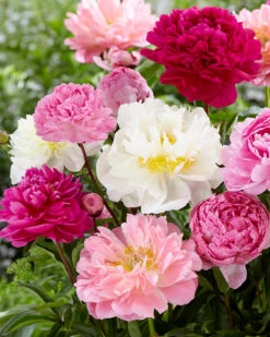 New Products 19 Peony Collection 'Colourburst'