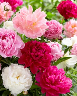 New Products -Plants And Flowers Shop peony colourburst 00