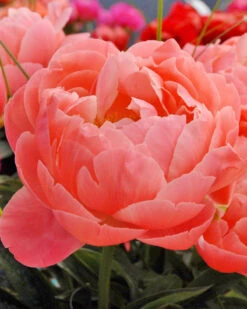 Paeonia 'Coral Charm' -Plants And Flowers Shop peony coral charm 1