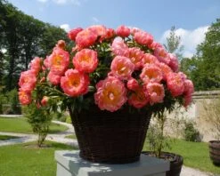Paeonia 'Coral Charm' -Plants And Flowers Shop peony coral charm 4