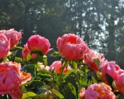 Paeonia 'Coral Charm' -Plants And Flowers Shop peony coral charm 6
