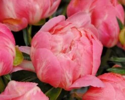 Paeonia 'Coral Charm' -Plants And Flowers Shop peony coral charm 7