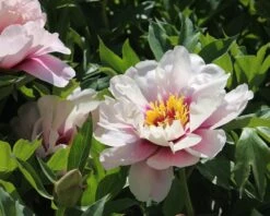 Plants And Flowers Shop -Plants And Flowers Shop peony coral louise 2
