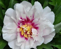 Paeonia 'Cora Louise' -Plants And Flowers Shop peony coral louise 3