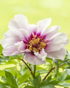 Paeonia 'Cora Louise'