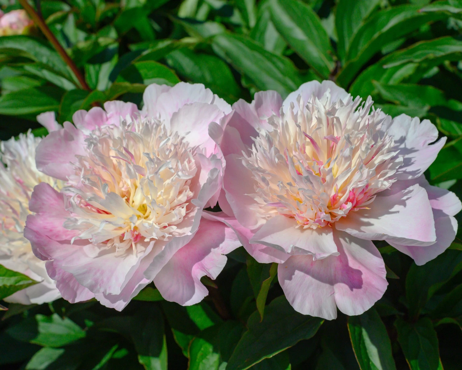 Paeonia 'Do Tell' 2 Paeonia 'Do Tell' - Image 2