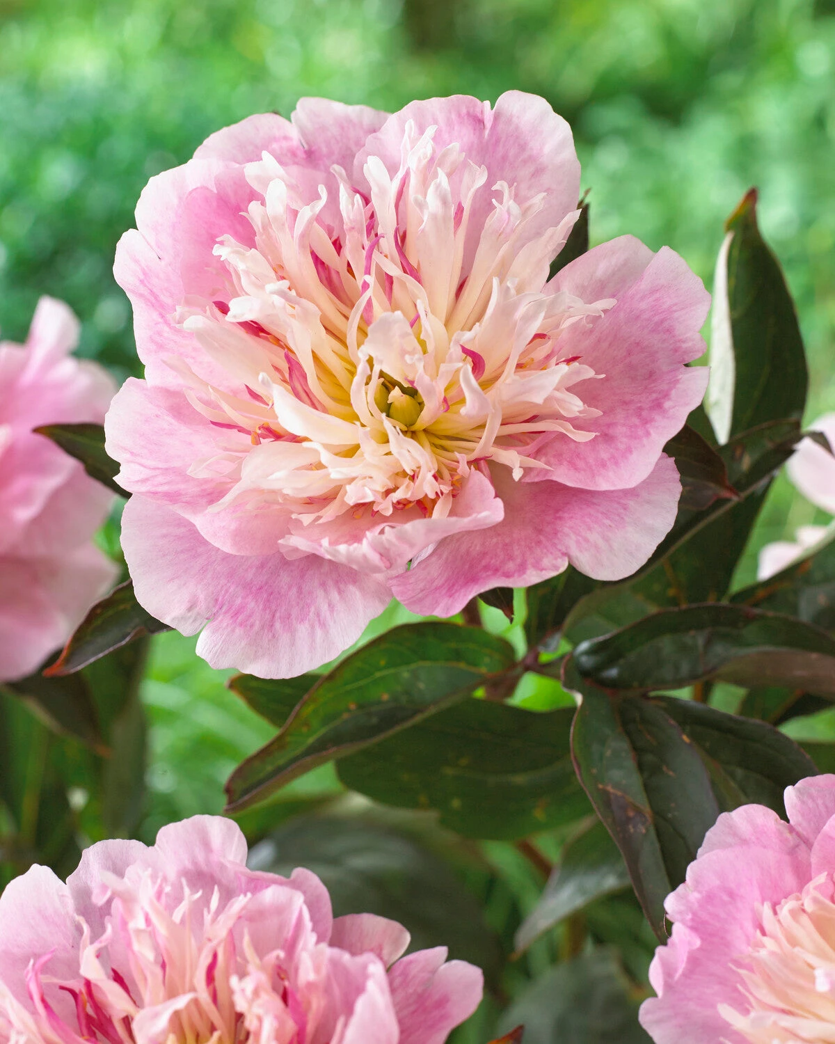 Paeonia 'Do Tell' 1 Paeonia 'Do Tell'