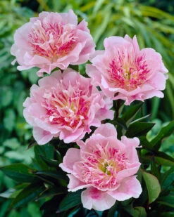 Paeonia 'Do Tell' 14 Paeonia 'Do Tell' -Plants And Flowers Shop peony do tell 4