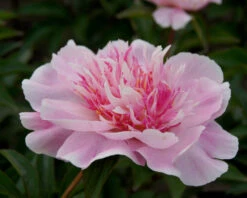 Paeonia 'Do Tell' 15 Paeonia 'Do Tell' -Plants And Flowers Shop peony do tell 5