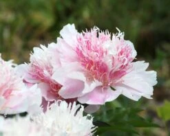 Paeonia 'Do Tell' 10 Paeonia 'Do Tell' -Plants And Flowers Shop peony do tell 7