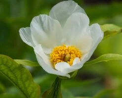 Paeonia Emodi -Plants And Flowers Shop peony emodi 1