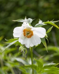 Paeonia Emodi -Plants And Flowers Shop peony emodi 2