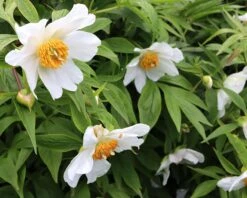 Paeonia Emodi -Plants And Flowers Shop peony emodi 3
