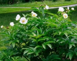 Paeonia Emodi -Plants And Flowers Shop peony emodi 4