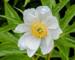 Paeonia Emodi -Plants And Flowers Shop peony emodi 6